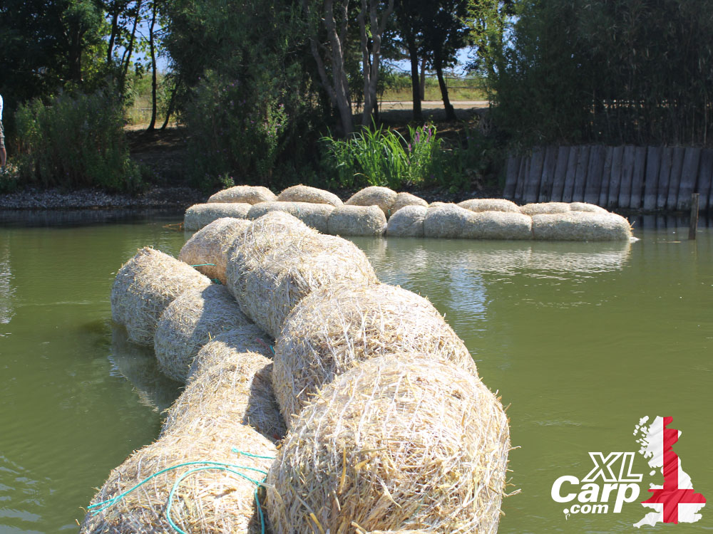 Barley straw Fryerning Fisheries Main Lake XL Carp